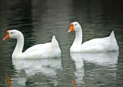 養(yǎng)鵝禁忌有哪些？看看你中了幾條！