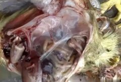 黃病毒在南方各個(gè)地區(qū)多發(fā)，這里帶你了解黃病