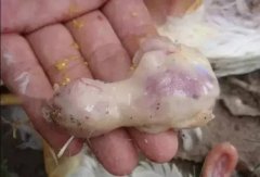 肉雞最頭疼的還是腺肌胃炎，到底該怎么解決？