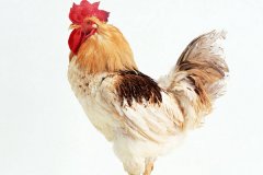 雞腺胃炎跟腸道混感治療方法?。夹g(shù)指導(dǎo)）