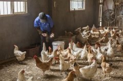 雞新城疫用什么藥效果好，知道之后無需再區(qū)分
