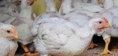 支原體感染的發(fā)展過(guò)程及臨床癥狀！！!