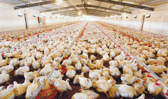 肉雞壞死性腸炎飼料報酬低，整齊度差嚴(yán)重影響