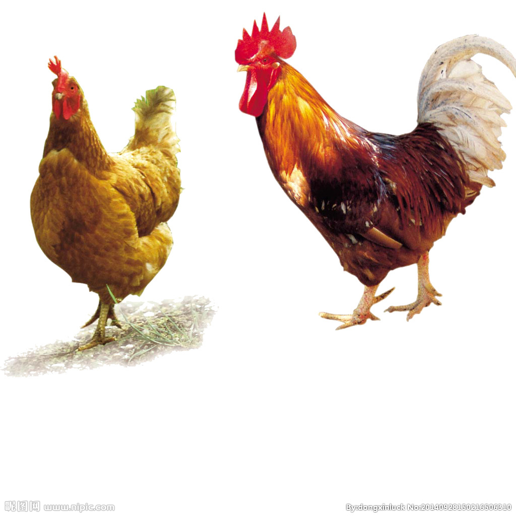  提高肉鴨養(yǎng)殖效益！這八個飼養(yǎng)管理要注意了?。夹g(shù)） 